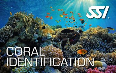 SSI Coral Indentification_Duikcentrum van de Ven_ Curacao