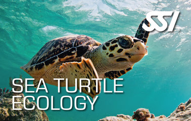SSI_Sea_turtle_Duikcentrum van de Ven_ Curacao