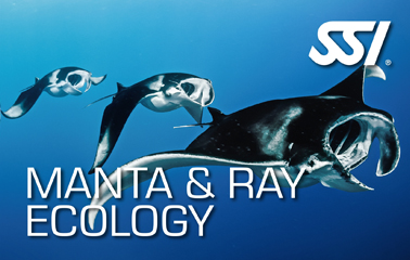 SSI_Manta&Ray_Ecology_Duikcentrum van de Ven_ Curacao
