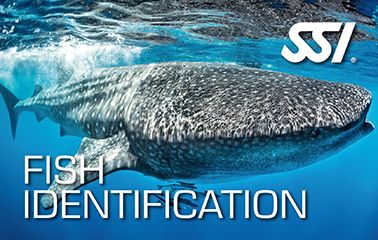 SSI Fish Indentification_Duikcentrum van de Ven_ Curacao