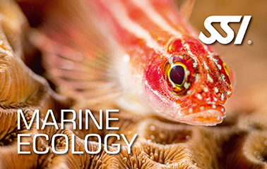 SSI_Marine_Ecology_Duikcentrum van de Ven_ Curacao