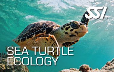 SSI Sea Turtle Ecology_Duikcentrum van de Ven_ Curacao
