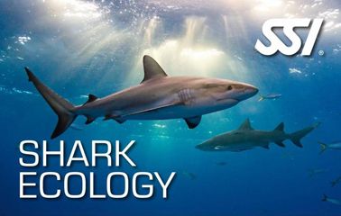 SSI Shark Ecology_Duikcentrum van de Ven_ Curacao